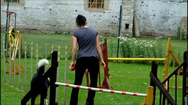 NEVER Give Up! (Agility, Inspirational Video) смотреть онлайн