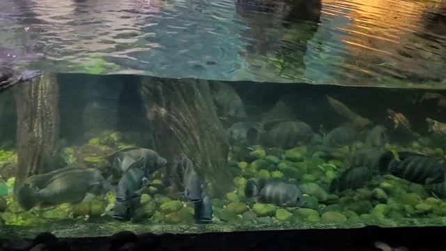 Воронежский океанариум смотреть онлайн