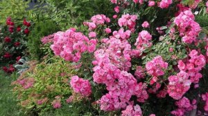 Роза Angela. Анжела - неприхотливая обильноцветущая роза.