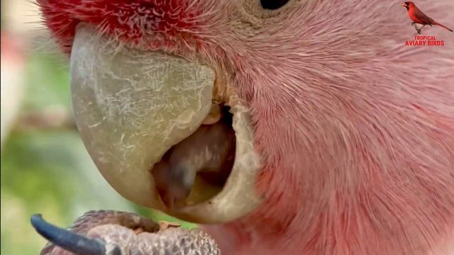 200+ BIRDS! Breeding Status ? finches, budgies, goldfinch, parrots, canary, Aviary Birds S3:Ep3 смотреть онлайн