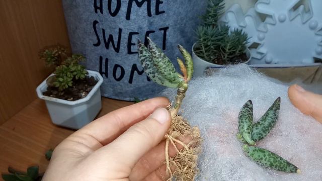 #распаковка суккулентов,долгожданная посылка.урааа🔥 смотреть онлайн