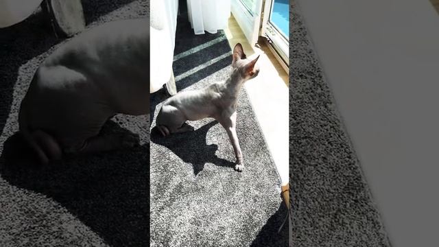 Лысая кошка сфинкс балдеет на солнышке любит хозяина смотреть онлайн