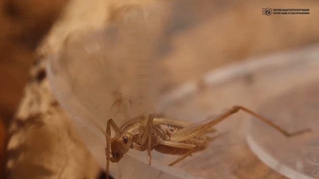 [ Звуки природы, АСМР ] Пение сверчка / Звуки сверчка / Cricket Sounds / Трубачик // Clever Cricket