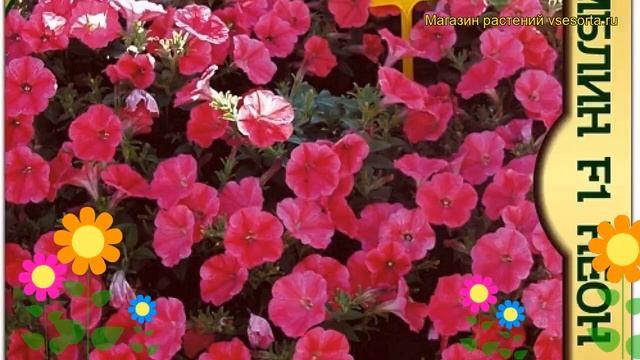 Петуния махровая крупноцветковая F1 Неон Роз. Обзор petunia x hybrida, grandiflora F1 Neon Rose смотреть онлайн