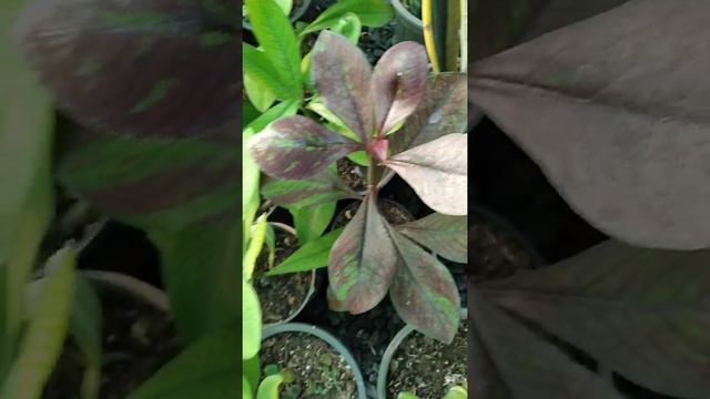 Synadenium grantii | A shrub or small tree is semi-happy and without thorns. смотреть онлайн