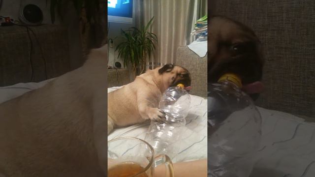 Сумашедший мопс!!! смотреть онлайн