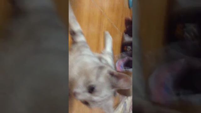 Siamese cat Vs Shorthair смотреть онлайн