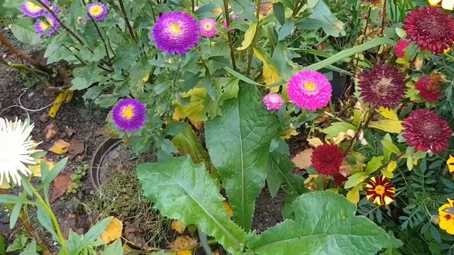 Как цветут Астры в моем саду смотреть онлайн