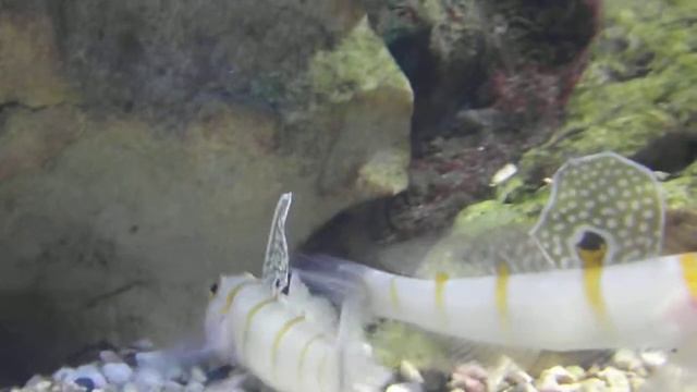 Оранжевополосый креветочный бычок. Amblyeleotris randalli, океанариум спб смотреть онлайн