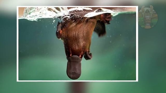 10 CRÉATURES MYTHIQUES QUI EXISTENT RÉELLEMENT | Lama Faché смотреть онлайн