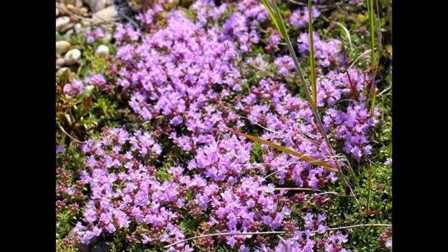 Тимьян обыкновенный Thymus vulgaris смотреть онлайн