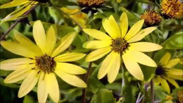 Оксана Варушкина - 