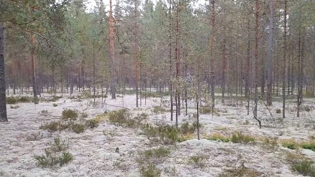 ? По старым грибным местам: за Оять. Лодейнопольский район, 24.09.22 смотреть онлайн