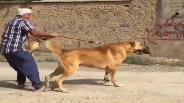 KaNGaL Warrior Dogs смотреть онлайн