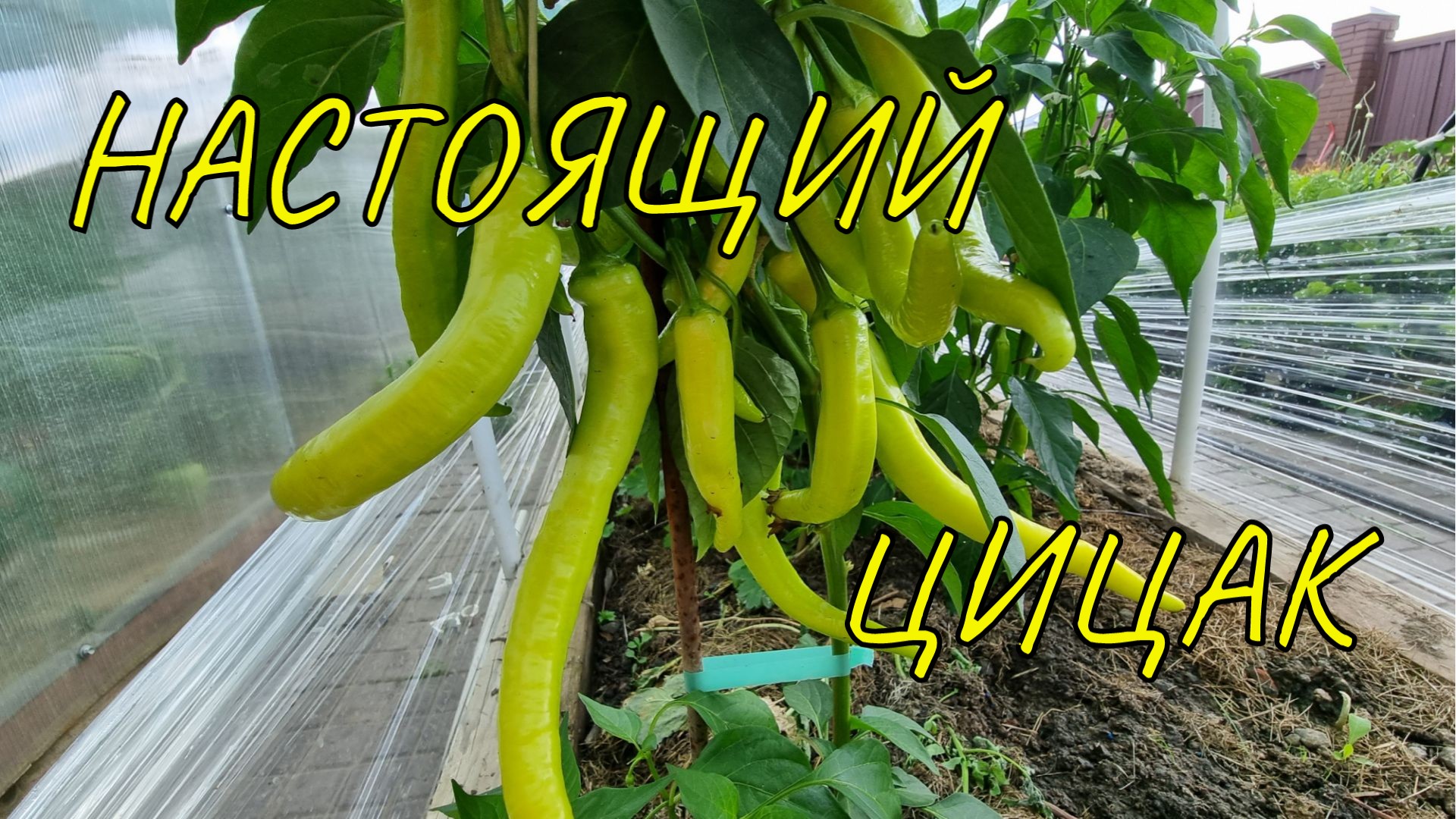 самый лучший слабоострый перец ЦИЦАК прекрасно растет в открытом грунте в Московском регионе смотреть онлайн