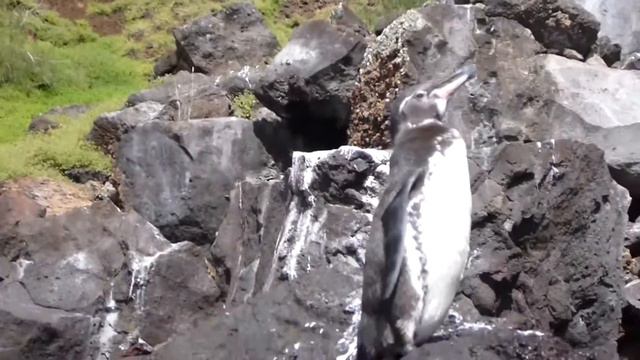 Galapagos Penguin. Галапагосский пингвин (1458sp) смотреть онлайн