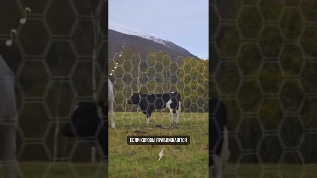 Никаких заборов! Первая в мире система виртуальных ограждений для скота. смотреть онлайн