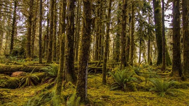 Hoh Rain Forest - 4K Nature Relaxation Film смотреть онлайн
