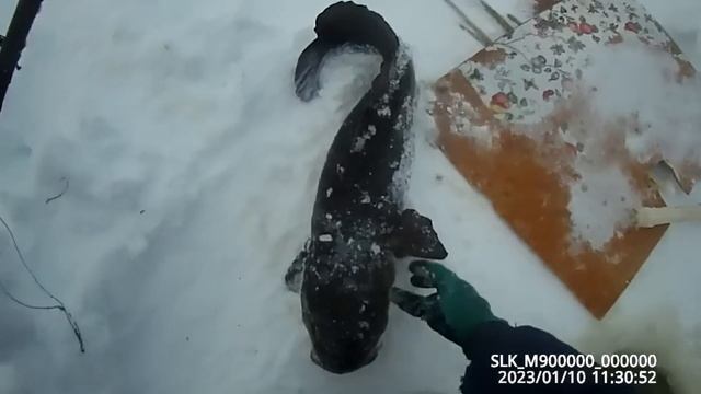 Проверка крючков на налима 10 01 2023 смотреть онлайн