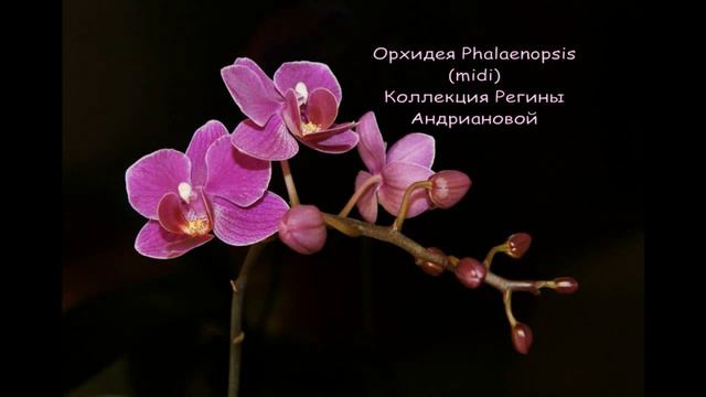 2.Мои ПРЕКРАСНЫЕ ОРХИДЕИ смотреть онлайн