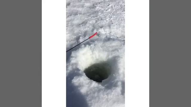 Форель на трупик, как это