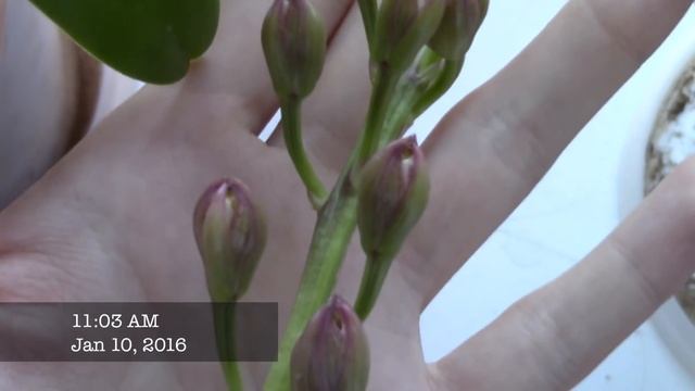 Catasetum Spike Progress 1 - Cl. Rebecca Northen 