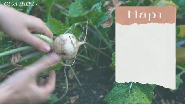 РЕДИС: лунный календарь на МАРТ 2023! Когда Сеять Дайкон, Редьку и Репу благоприятные даты! смотреть онлайн