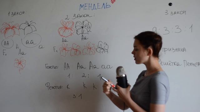 ЦТ А4 Три закона Менделя смотреть онлайн