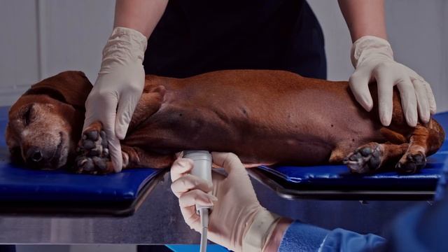 МВЦ "ДваСердца" (ex. Пес и Кот, ПиК) смотреть онлайн