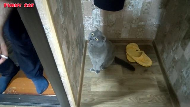Злого кота поставили в угол за еду смотреть онлайн