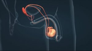 МУЖСКАЯ ПОЛОВАЯ СИСТЕМА