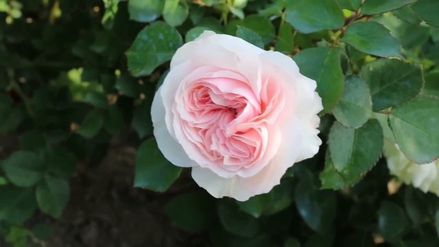 УДАЧНЫЕ СОЧЕТАНИЯ СОРТОВ РОЗ И ПОЛНОЕ ФИАСКО. ПРОГУЛКА ПО САДУ. смотреть онлайн