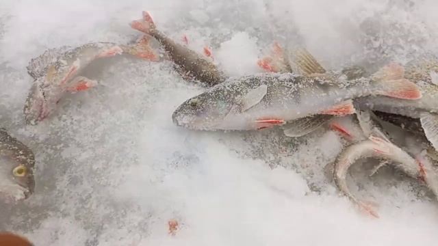 р Косьва рыбалка 27декабря 2022.г смотреть онлайн