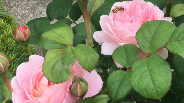 QUEEN OF SWEDEN ROSE || Spring 2022 first flush || PNW, ZONE 8A смотреть онлайн