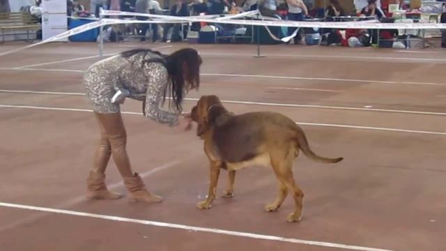 Танцующий бладхаунд смотреть онлайн