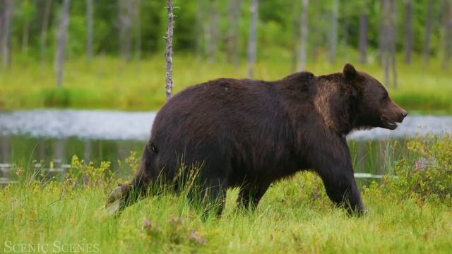 Forest Wildlife In 4K - Animals That Call The Forest Home | Scenic Relaxation Film смотреть онлайн