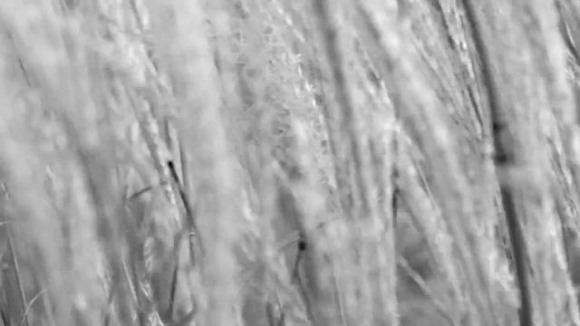 Rodrigo: Concierto de Aranjuez for Guitar and Orchestra - 2. Adagio смотреть онлайн