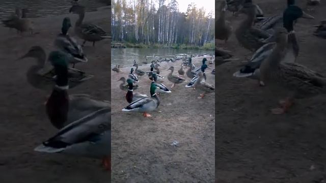 Утки ОНИ ЗАХВАТИЛИ ОЗЕРО И НЕ ПУСКАЮТ смотреть онлайн