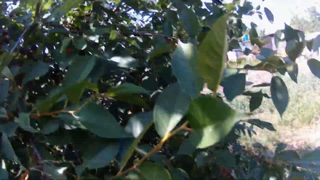 СБОР ВКУСНОЙ СПЕЛОЙ ВИШНИ В 2020 ГОДУ!!! смотреть онлайн