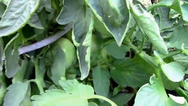 June Garden Update and Tour of Our Zone 6 Midwest Garden - Week Three смотреть онлайн