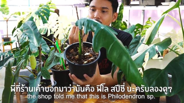 RARE PLANTS HAUL New Year 2021 : สวนข้างบ้าน EP9