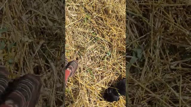 кровяной след щенки жесткошерстный таксы 2,5 месяца смотреть онлайн