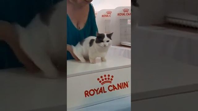 Кот с короткими лапами . смотреть онлайн