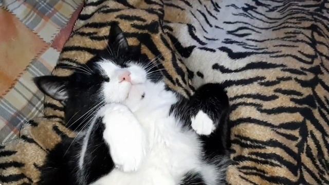 Доброй ночи! Спящие котики??♥️???? Милота. Релак. Позитив. Доброй ночи.