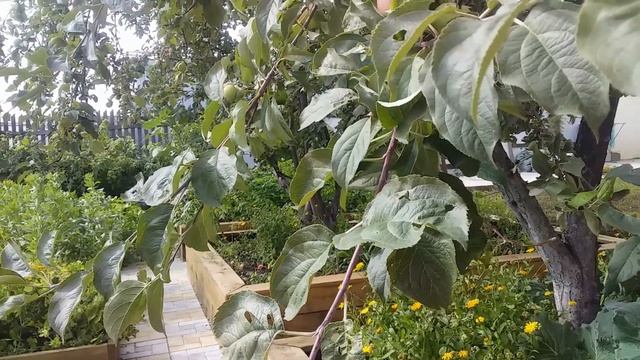 СДЕЛАЙТЕ ЭТО В АВГУСТЕ И ЯБЛОНИ БУДУТ ЛОМИТЬСЯ ОТ УРОЖАЯ!!! смотреть онлайн