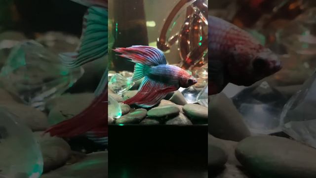 Buddy … with passion! #betta #bettamale #bettafish #fish #fishtank #aquarium #flamencoguitar смотреть онлайн