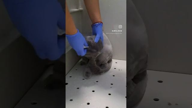 Брить или не брить? смотреть онлайн