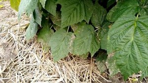 Малина сорт Пингвин. Второй год после посадки.  Крупненькая)))