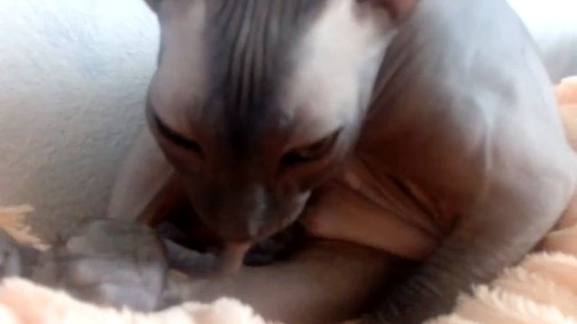 Лысый сосет сам у себя! Шок!!! смотреть онлайн