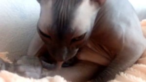 Лысый сосет сам у себя! Шок!!!